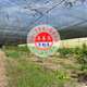 #4610 玉井網室水果園農地
