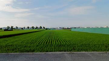 西螺廣興路旁農地