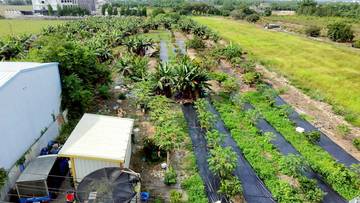古坑-綠色隧道旁特定專用區農地6.62分